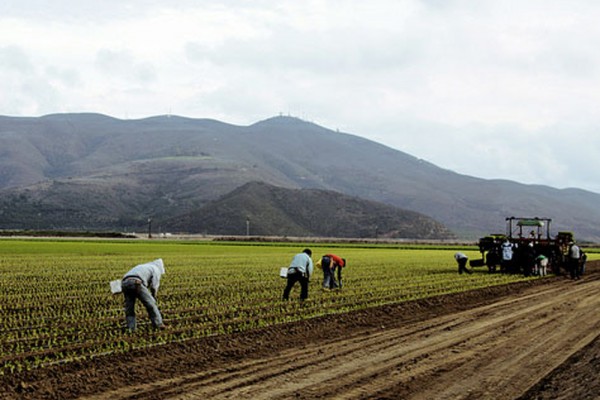 Oxnard agriculture industry